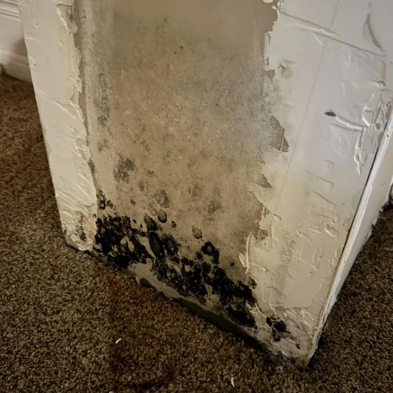Professional Mold Removal in Freeport, IL